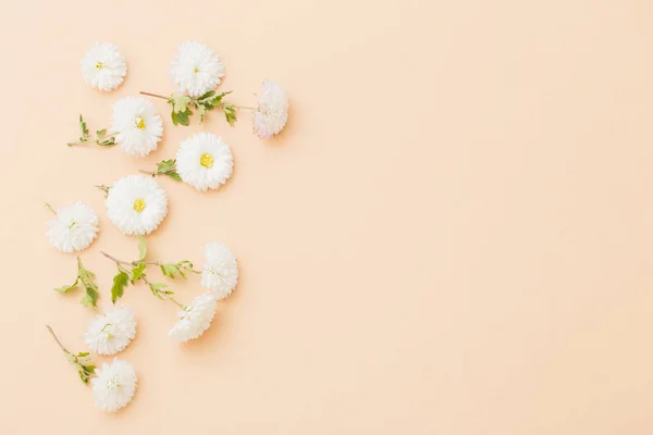 Crisantemos Blancos Sobre Fondo Papel — Foto de Stock