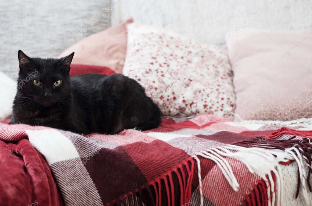 black cat on sofa with pillows and plaids