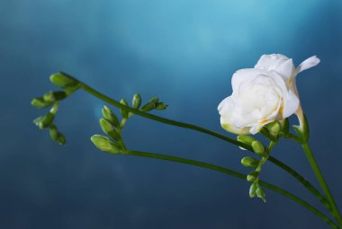 Mavi arkaplanda beyaz frezya