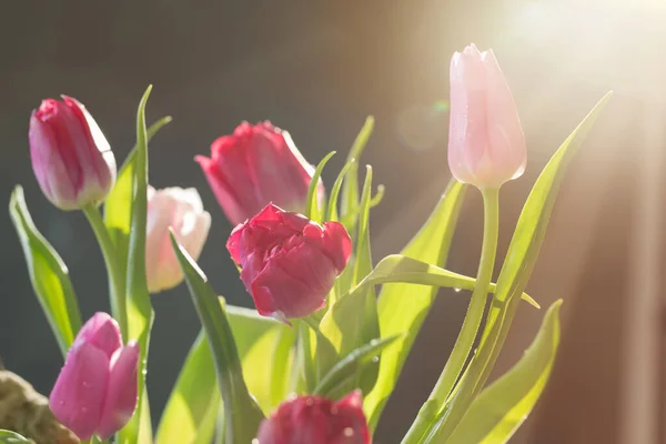 Krásné Tulipány Zeleném Pozadí — Stock fotografie