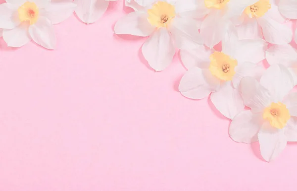Білий Нарцис Фоні Рожевого Паперу — стокове фото
