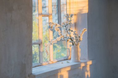 Günbatımında pencere kenarında beyaz sürahi içinde kiraz çiçekleri