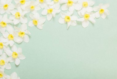 Yeşil kağıt arka planda beyaz narsis