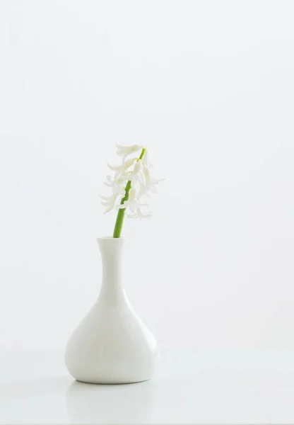 Beyaz Arkaplanda Vazoda Beyaz Sümbül — Stok fotoğraf