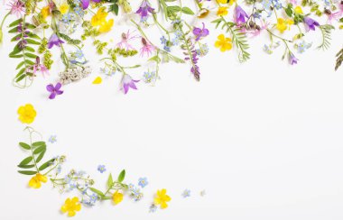 Beyaz arka planda güzel yabani çiçekler