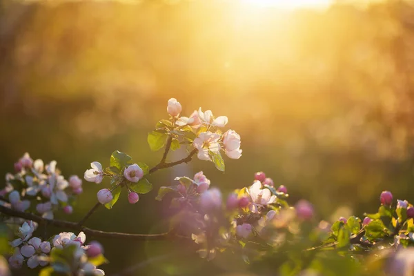 Flores Manzana Rosa Blanca Luz Del Sol Aire Libre —  Fotos de Stock