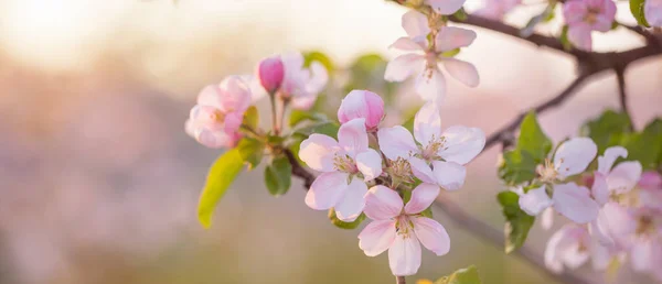 Fiori Mela Rosa Bianchi Alla Luce Del Sole All Aperto — Foto Stock