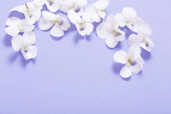 ビオラの花の色紙の背景 — ストック写真