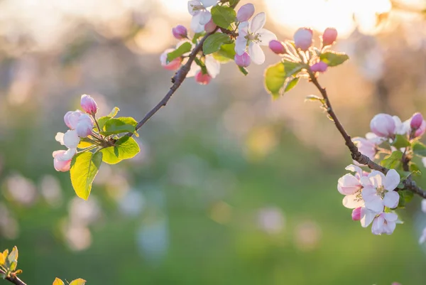 Flores Manzana Rosa Blanca Luz Del Sol Aire Libre — Foto de Stock