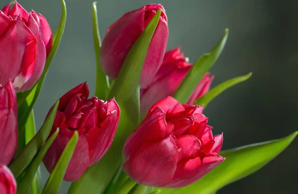 Tulipanes Rojos Sobre Fondo Verde — Foto de Stock