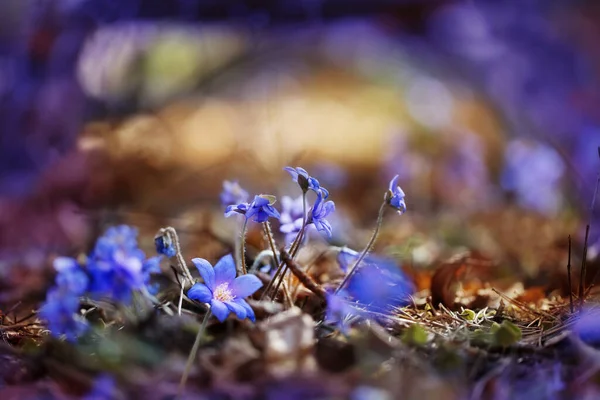 Modré Sněhové Kapky Zblízka Jarním Lese — Stock fotografie