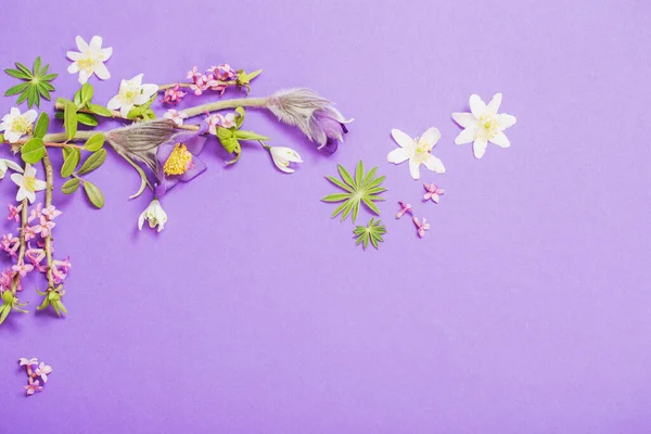 Весенние Цветы Фиолетовом Фоне — стоковое фото