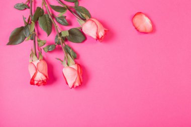 Pembe kağıt üzerinde güller