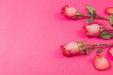 Pembe kağıt üzerinde güller