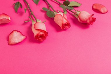 Pembe kağıt üzerinde güller