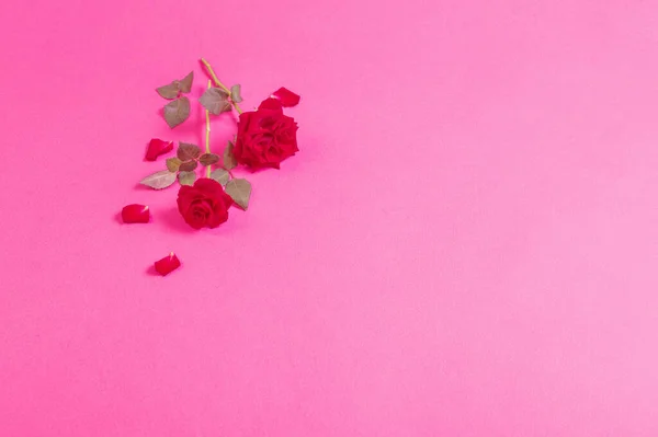 Розы Фоне Розовой Бумаги — стоковое фото