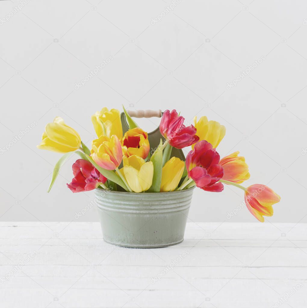 red and yellow tulips in bucket on white background