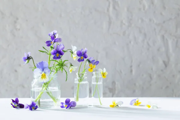 Viola Bloemen Glazen Potten Witte Achtergrond — Stockfoto