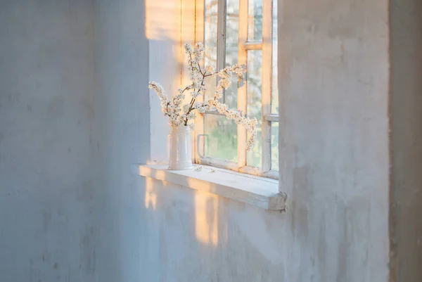 Cherry Flowers White Jug Windowsill Sunset — Stock Photo, Image