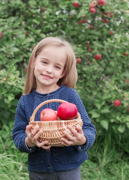 Χαρούμενο Κοριτσάκι Μήλα Στο Καλάθι Στον Οπωρώνα — Φωτογραφία Αρχείου
