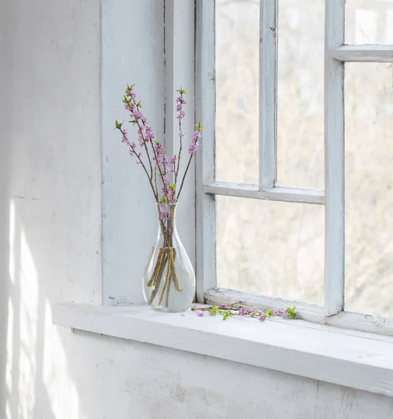 Daphne Květiny Váze Vinobraní Parapetu — Stock fotografie