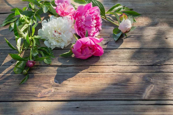 Beautiful Peonies Old Dark Wooden Background Sunlight — Stock Photo, Image