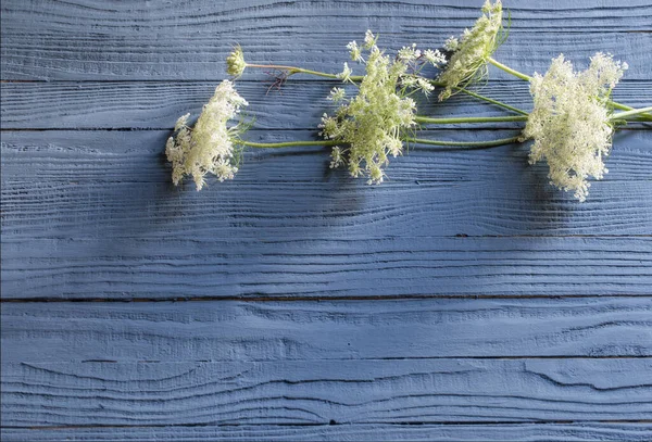 Bílá Divoké Květiny Modrém Dřevěném Pozadí — Stock fotografie