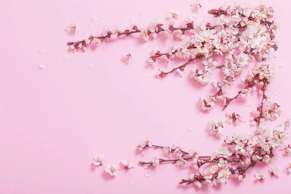 Kirschblüten Auf Rosa Papier Hintergrund — Stockfoto