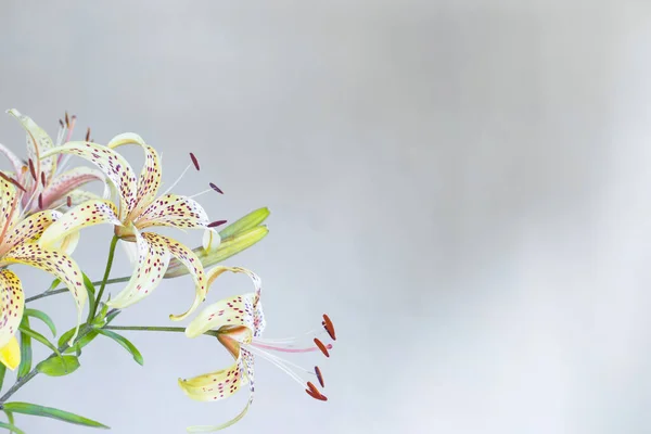 branch of lily on white  background