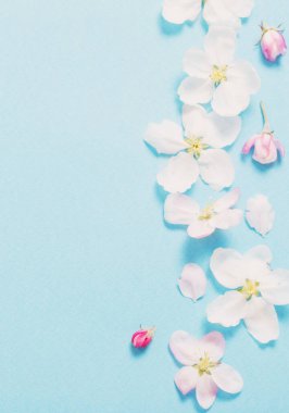 Mavi kağıtta elma çiçekleri