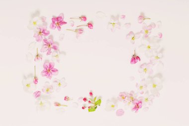 Beyaz arkaplanda pembe ve beyaz elma çiçekleri