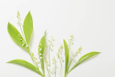 Beyaz arka planda zambak çiçekleri