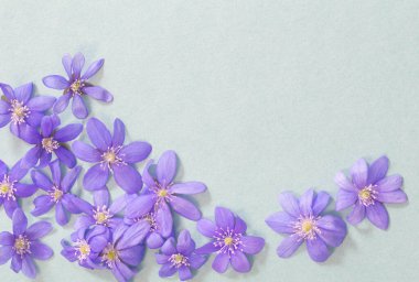 yeşil arka planda bahar menekşeleri