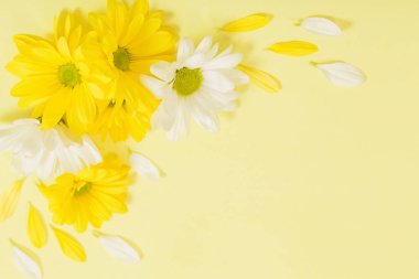 Sarı kağıtta sarı ve beyaz kasımpatı