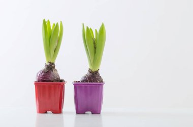 Beyaz arka planda plastik kapta sümbül çiçekleri