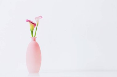 Beyaz arkaplanda vazoda pembe zambak