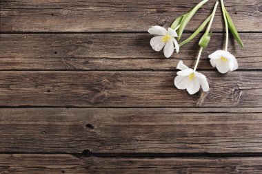 Eski siyah ahşap arka planda beyaz laleler