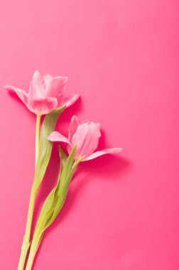 Pembe kağıtta güzel pembe laleler