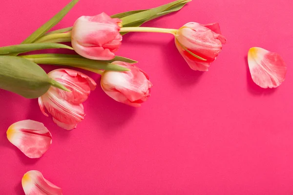 Belles Tulipes Roses Sur Fond Papier Rose — Photo