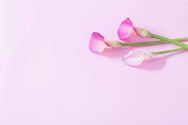 Kalla zambağının güzel çiçekleri kağıt arkaplanda