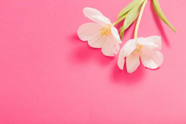 Pembe arka planda iki beyaz lale