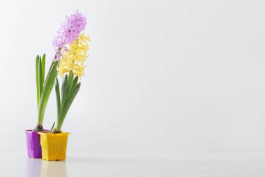 Beyaz arka planda plastik kapta sümbül çiçekleri