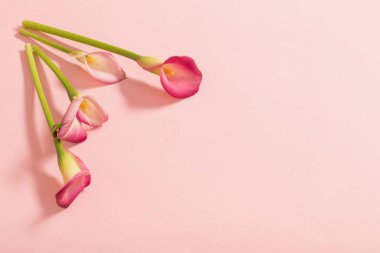 Kalla zambağının güzel çiçekleri kağıt arkaplanda