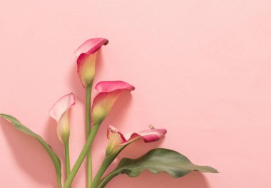 Kalla zambağının güzel çiçekleri kağıt arkaplanda