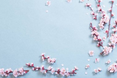 Kağıt arkaplanda pembe kiraz çiçekleri