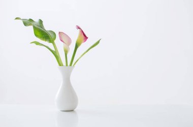 Beyaz arkaplanda vazoda pembe zambak