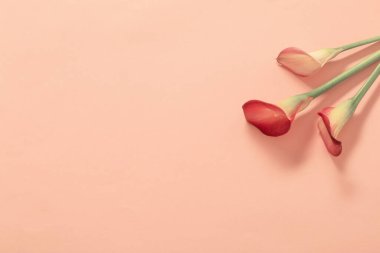 Kalla zambağının güzel çiçekleri kağıt arkaplanda