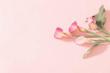 Kalla zambağının güzel çiçekleri kağıt arkaplanda