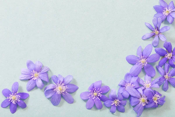 Primavera Flores Violetas Sobre Fondo Verde —  Fotos de Stock