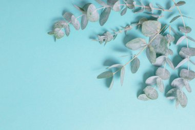 okaliptüs yaprakları kağıt arkaplanda